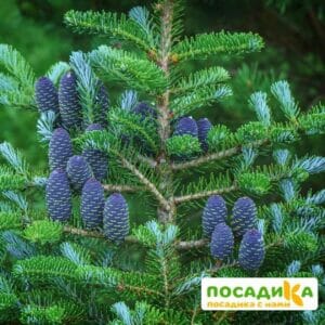 Пихта корейская (Abies koreana) купить по цене от 450.00р. в интернет-магазине «Посадика» с доставкой почтой в в Ревдае и по всей России – [изображение №1].