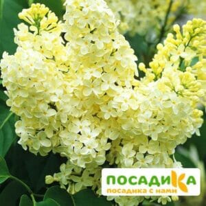 Сирень Примроуз (Primrose) купить по цене от 529.00р. в интернет-магазине «Посадика» с доставкой почтой в в Ревдае и по всей России – [изображение №1].