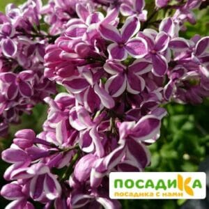 Сирень Сенсация купить по цене от 529.00р. в интернет-магазине «Посадика» с доставкой почтой в в Ревдае и по всей России – [изображение №1].