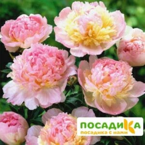 Пион Распберри Сандей (Paeonia Raspberry Sundae) купить по цене от 959р. в интернет-магазине «Посадика» с доставкой почтой в в Ревдае и по всей России – [изображение №1].