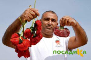 Клубника Гигант Джорнея купить по цене от 266р. в интернет-магазине «Посадика» с доставкой почтой в в Ревдае и по всей России – [изображение №1].