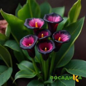 Калла Аура Лейс купить по цене от 400р. в интернет-магазине «Посадика» с доставкой почтой в в Ревдае и по всей России – [изображение №1].