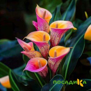Калла Оникс купить по цене от 450р. в интернет-магазине «Посадика» с доставкой почтой в в Ревдае и по всей России – [изображение №1].