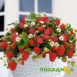 Клубника Рубиновый Шепот (горшечная) купить по цене от 240р. в интернет-магазине «Посадика» с доставкой почтой в в Ревдае и по всей России – [изображение №1].