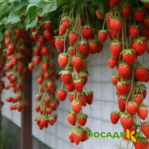 Клубника вьющаяся Комплимент купить по цене от 470р. в интернет-магазине «Посадика» с доставкой почтой в в Ревдае и по всей России – [изображение №1].