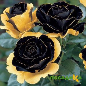 Роза Ханни Сикл купить по цене от 700р. в интернет-магазине «Посадика» с доставкой почтой в в Ревдае и по всей России – [изображение №1].
