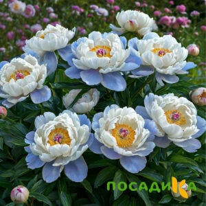 Пион акварельный Этюд купить по цене от 806р. в интернет-магазине «Посадика» с доставкой почтой в в Ревдае и по всей России – [изображение №1].