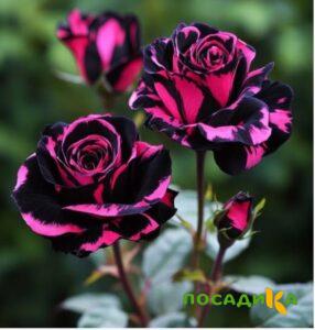 Роза Багровый Шепот купить по цене от 366р. в интернет-магазине «Посадика» с доставкой почтой в в Ревдае и по всей России – [изображение №1].