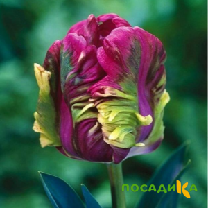 Тюльпан Экзотик Хэвен купить по цене от 186р. в интернет-магазине «Посадика» с доставкой почтой в в Ревдае и по всей России – [изображение №1].