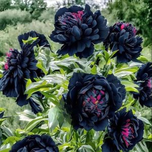 Пион древовидный Сердце Афродиты купить по цене от 600р. в интернет-магазине «Посадика» с доставкой почтой в в Ревдае и по всей России – [изображение №1].